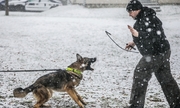 przewodnik razem z psem policyjnym podczas ćwiczeń